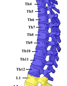 rygg color rygg color